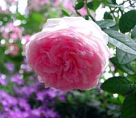 第3回美生活サロン　クラシカルなバラの画像